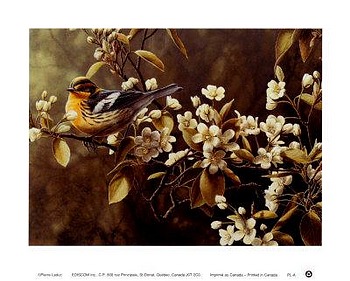 Blackburnian Warbler Pierre Leduc art print 'Blackburnian Warbler'