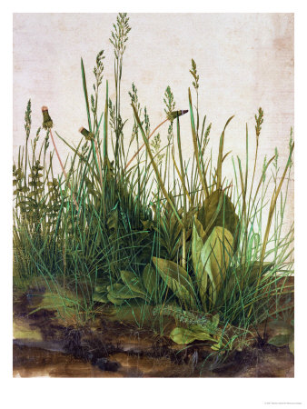 art prints, posters, Tall Grass by Albrecht Durer, a lanscpae of grasses